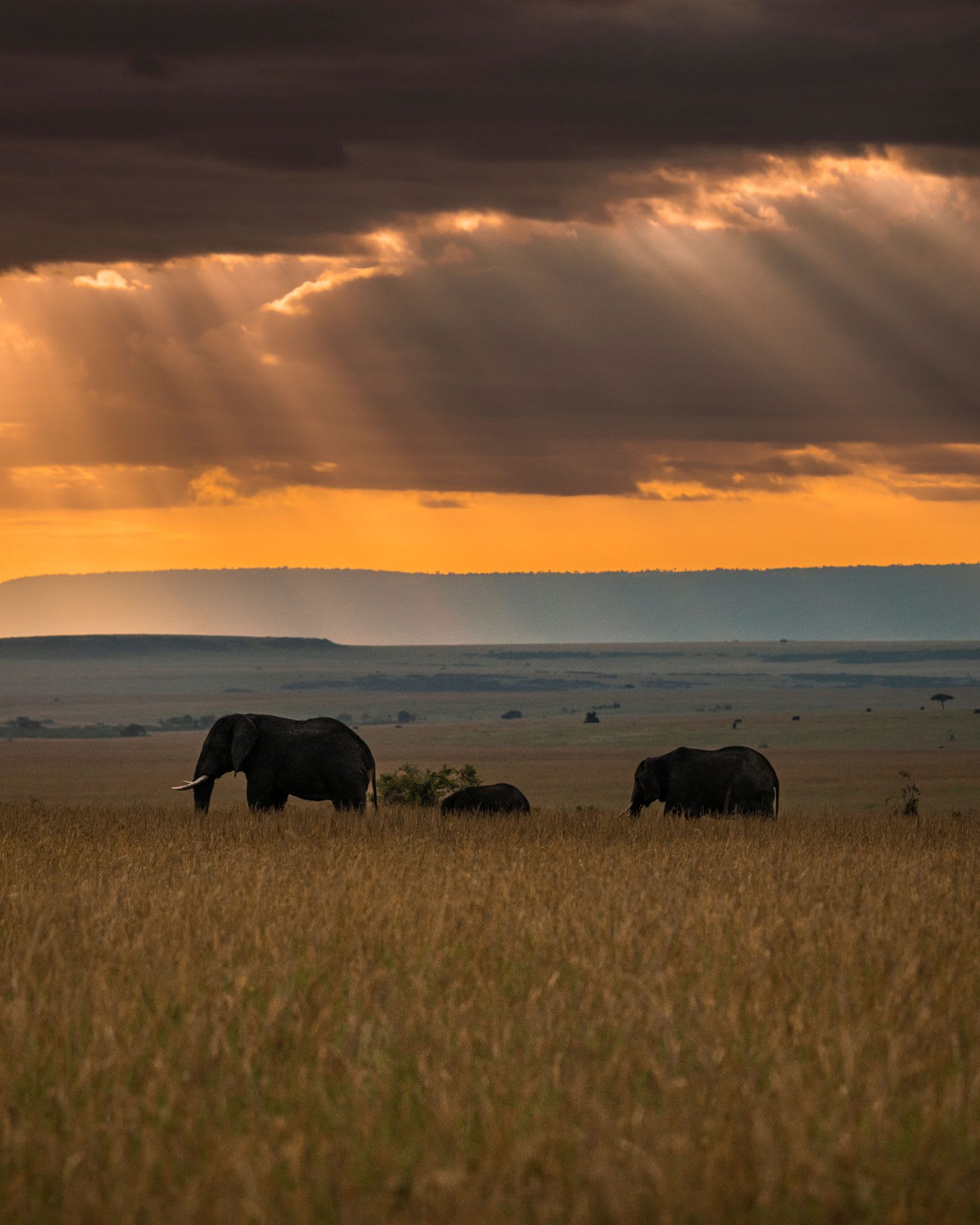Kenya Safari Escape — photo 6