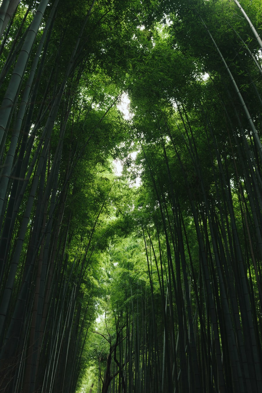Walk Through Arashiyama Bamboo Forest