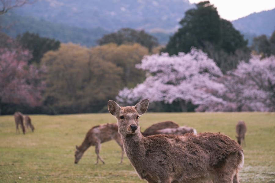 Meet the Deer of Nara