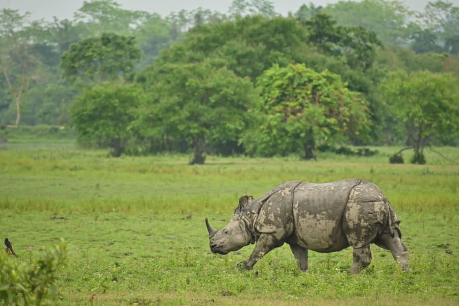 Meghalaya with Kaziranga