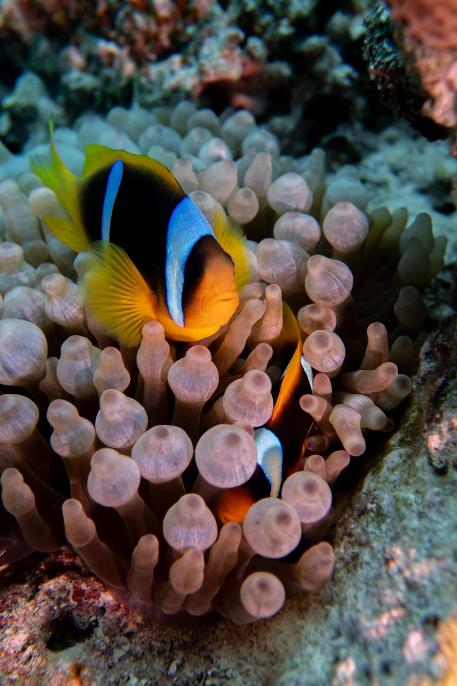 Snorkelling & Diving in the Red Sea
