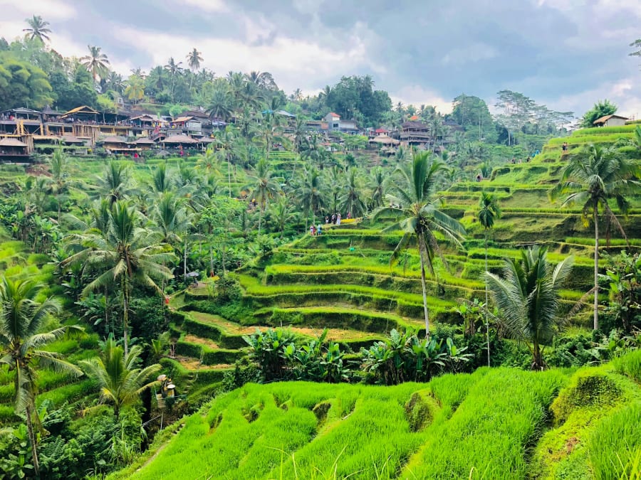 Discover Ubud’s Rice Terraces