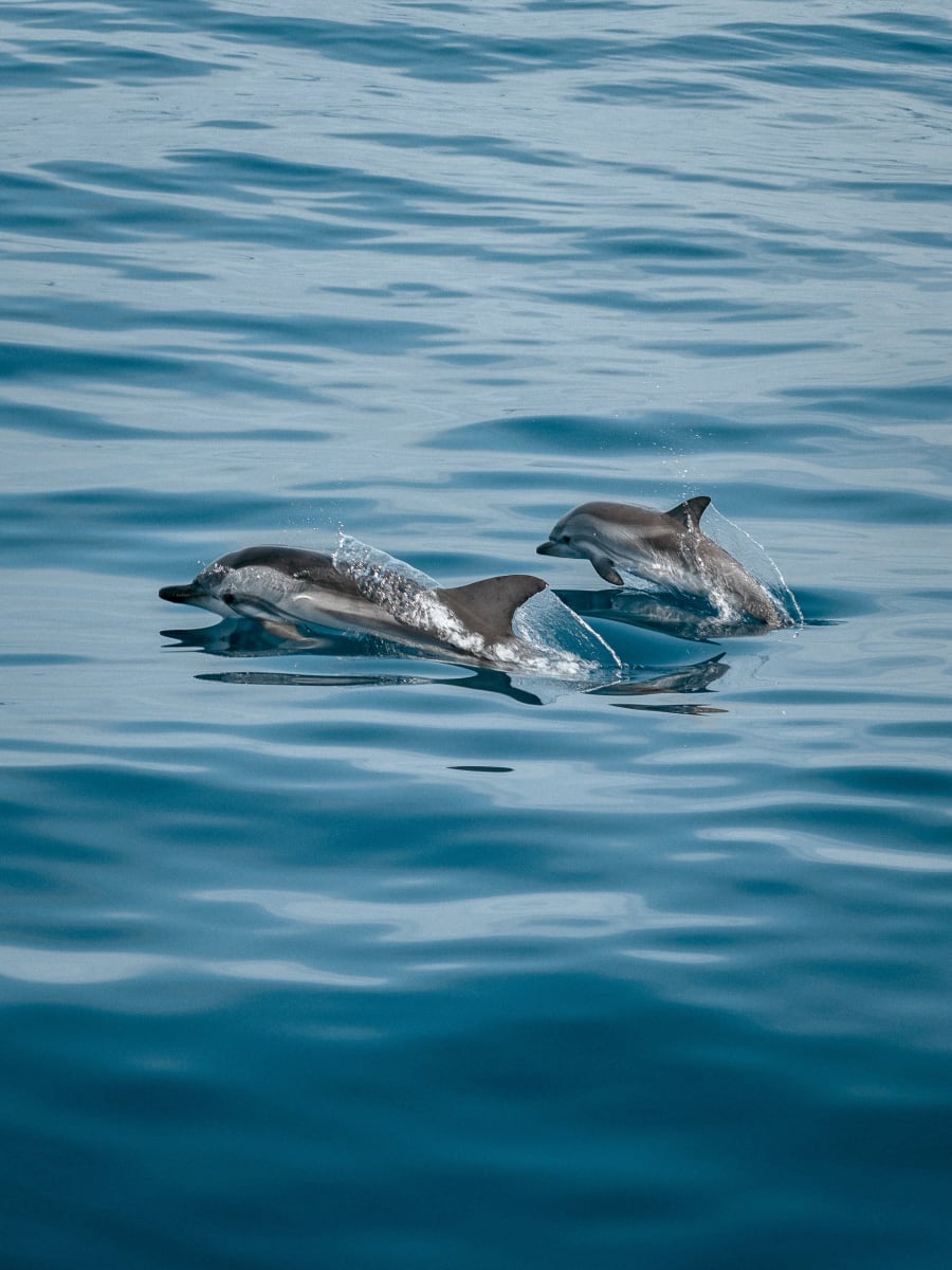 Dolphin watching and boat excursions