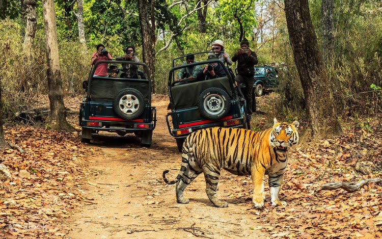 Big Five Game Viewing