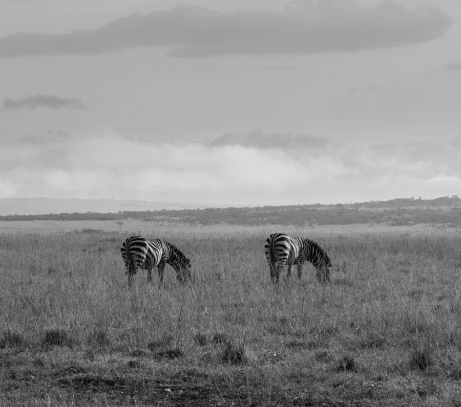 Maasai Mara Wildlife Safari