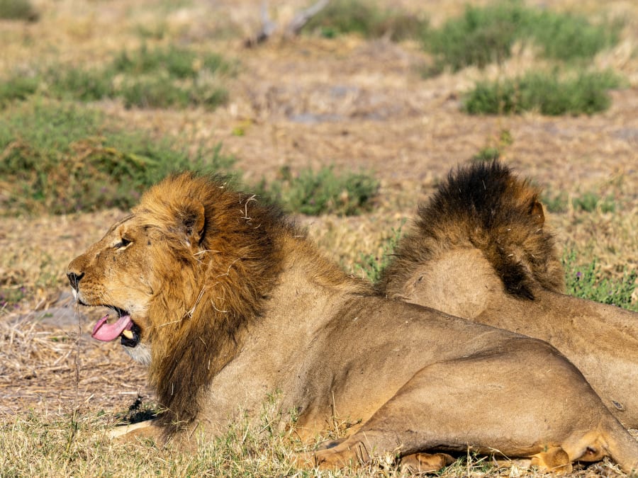 Big Five Safari