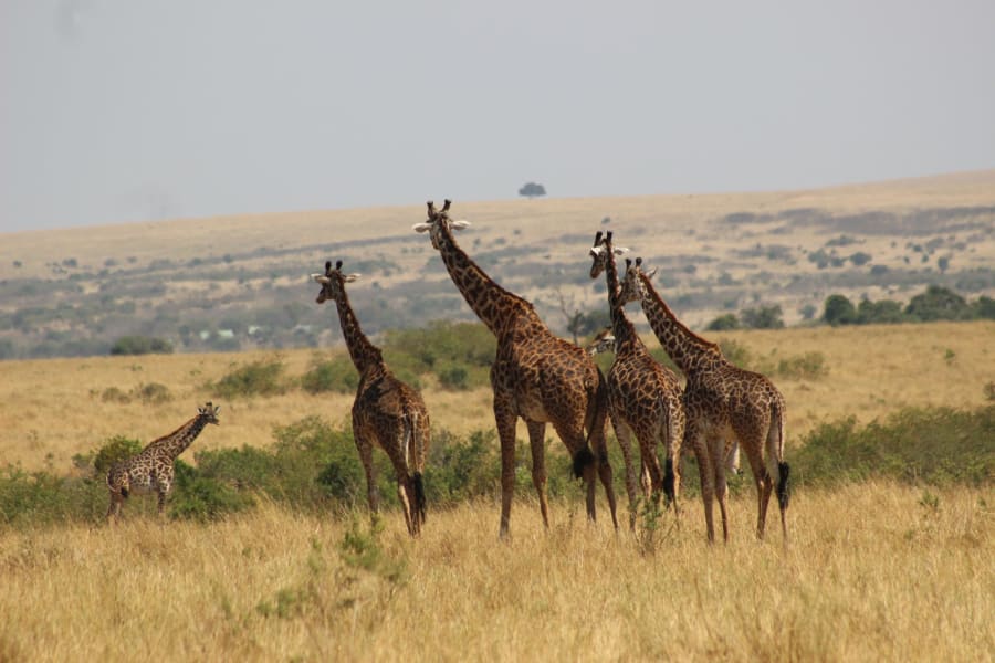 Kenya Wildlife Expedition