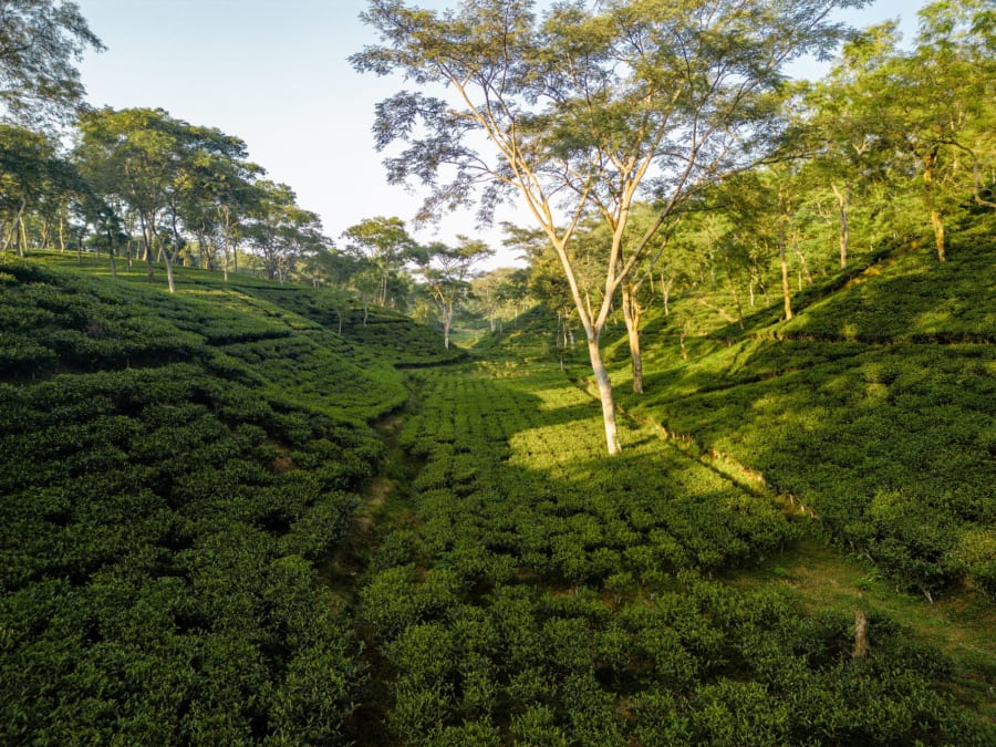 Walk Through Lush Tea Gardens