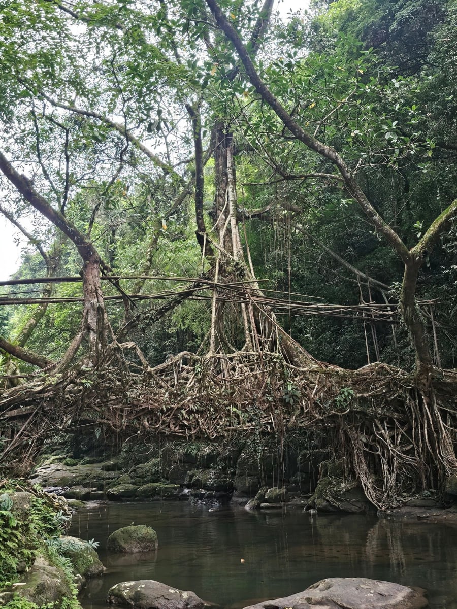 Explore the Living Root Bridges