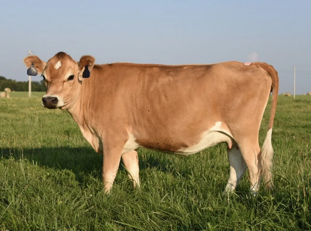 Jersey Cow