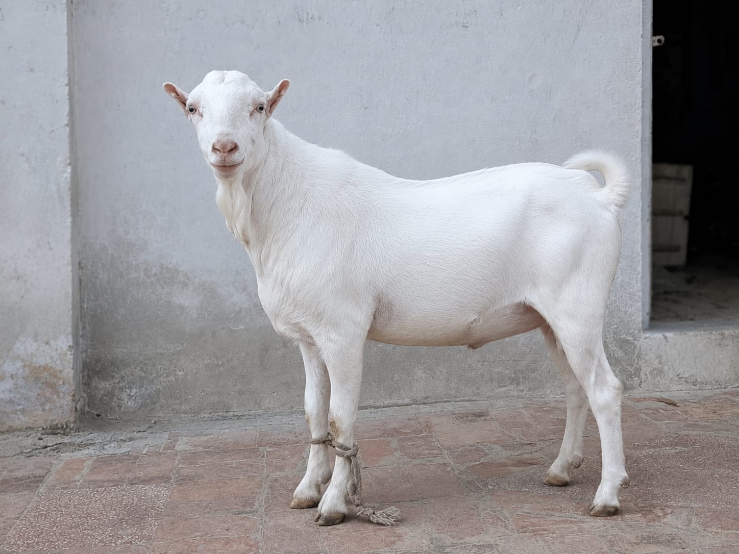 Russian Teddi (Breedar)