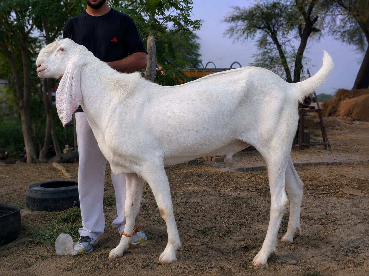Rajanpuri Bakra (Breedar)