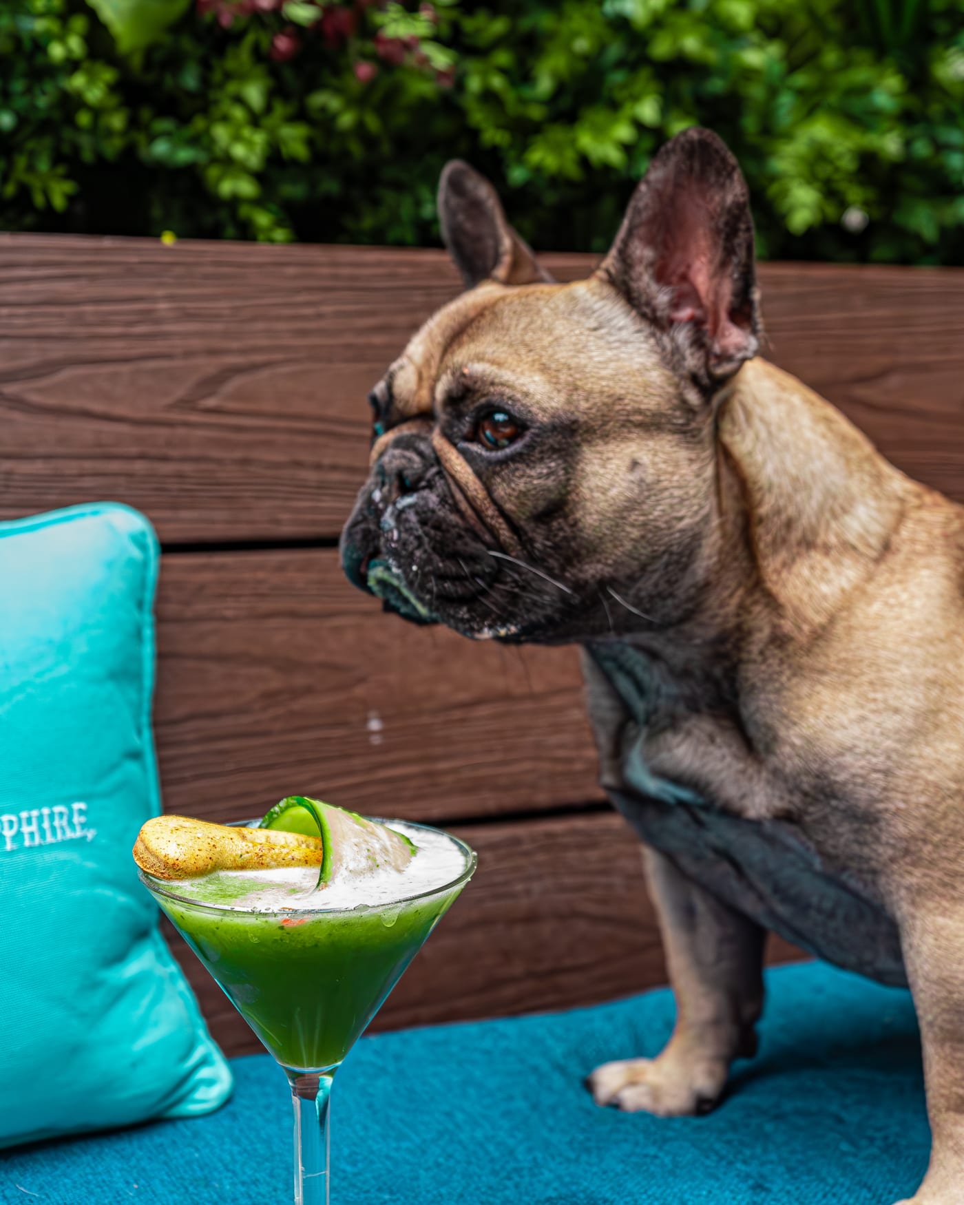 French bulldog beside a green cocktail on the terrace at Rose Street Garden, Edinburgh