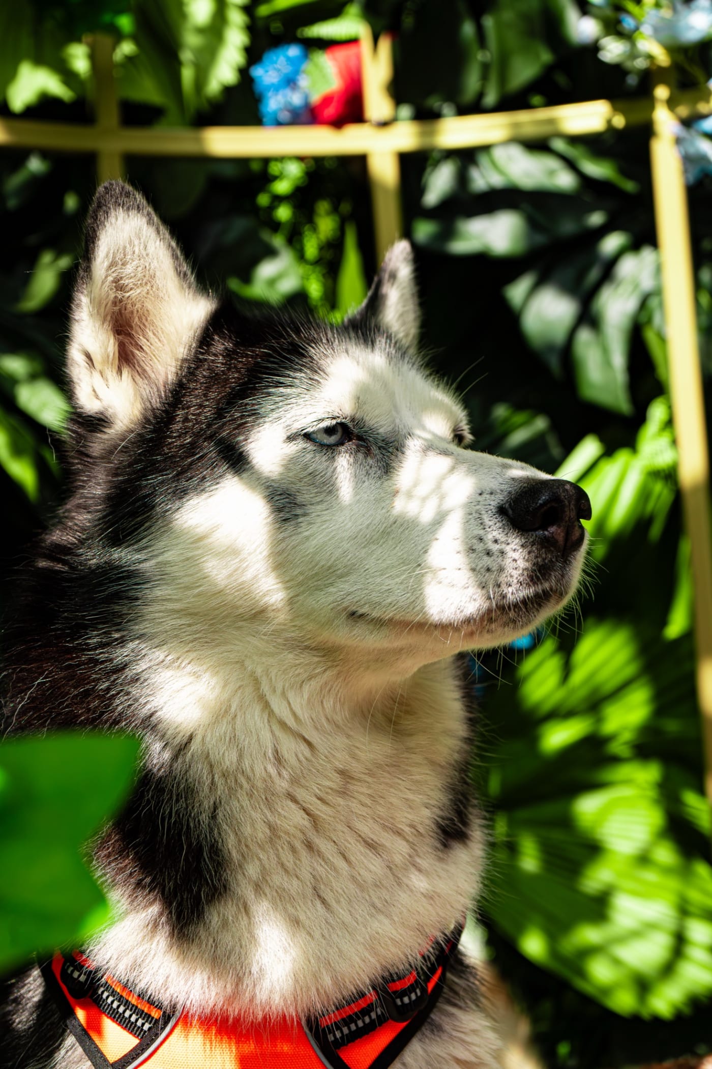 Husky portrait among the tropical foliage at Rose Street Garden, Edinburgh