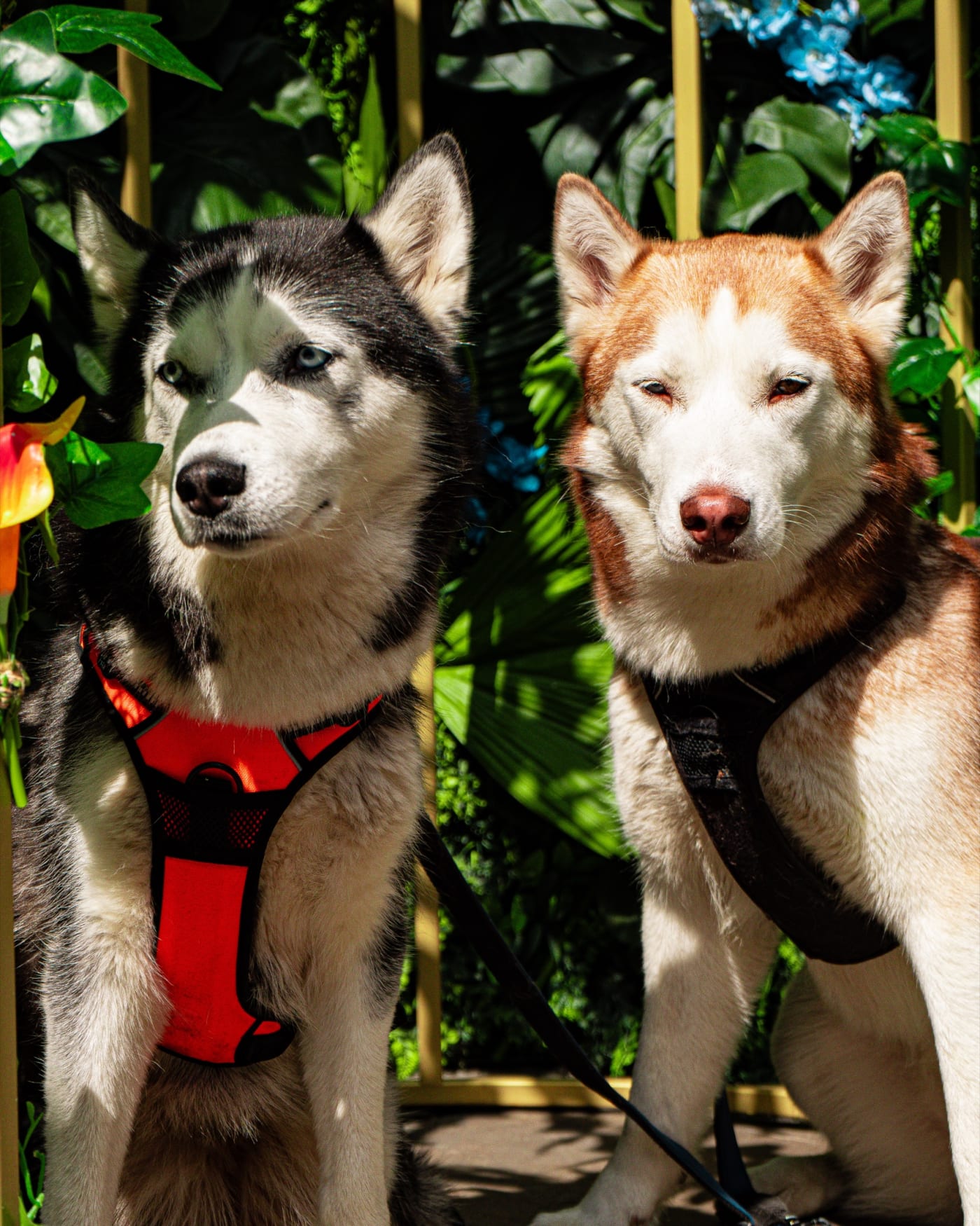 Two huskies posing by the greenery at dog-friendly Rose Street Garden, Edinburgh