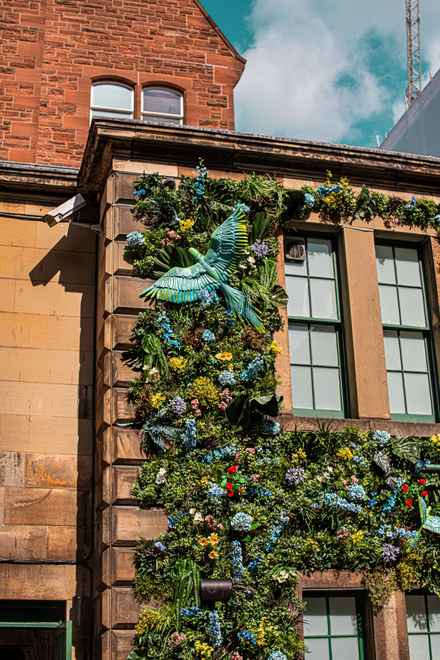Living wall with parrot mural on the stone facade at Rose Street Garden, Edinburgh