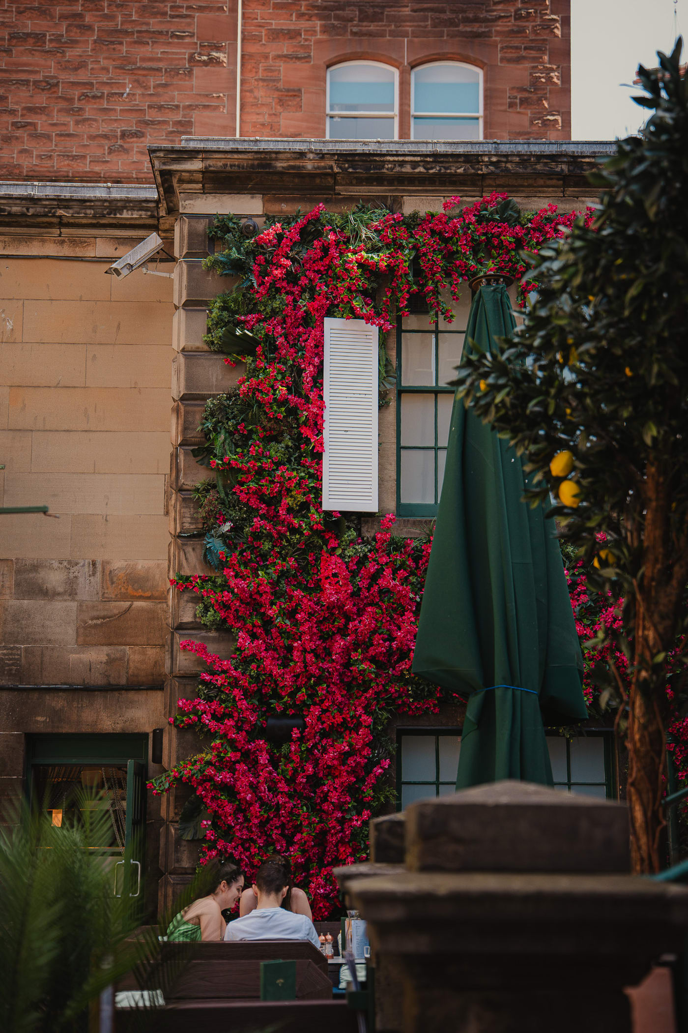 Bougainvillea climbing the sandstone facade at Rose Street Garden, Edinburgh