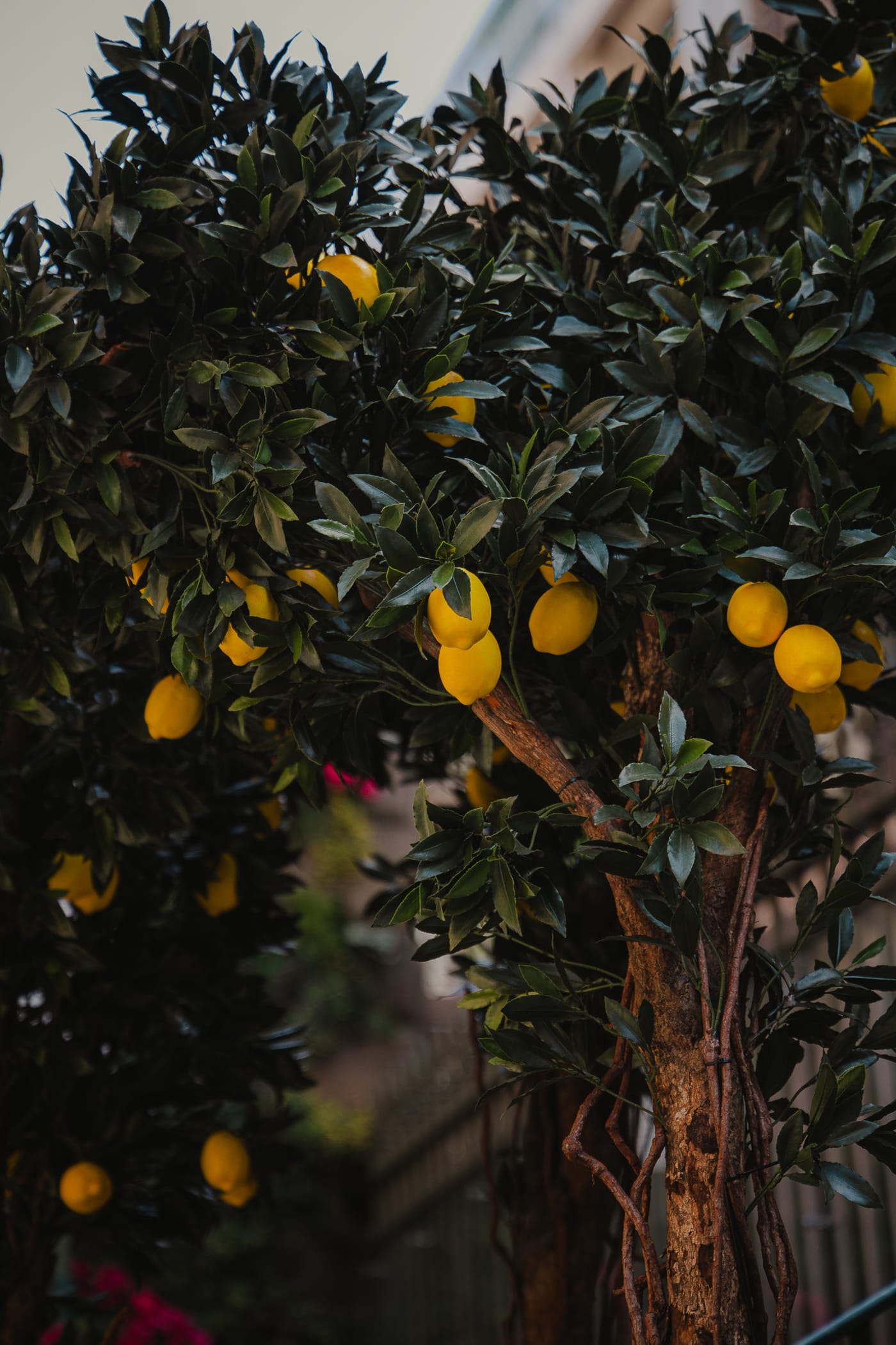 Lemon tree in the Riviera-themed garden at Rose Street Garden, Edinburgh