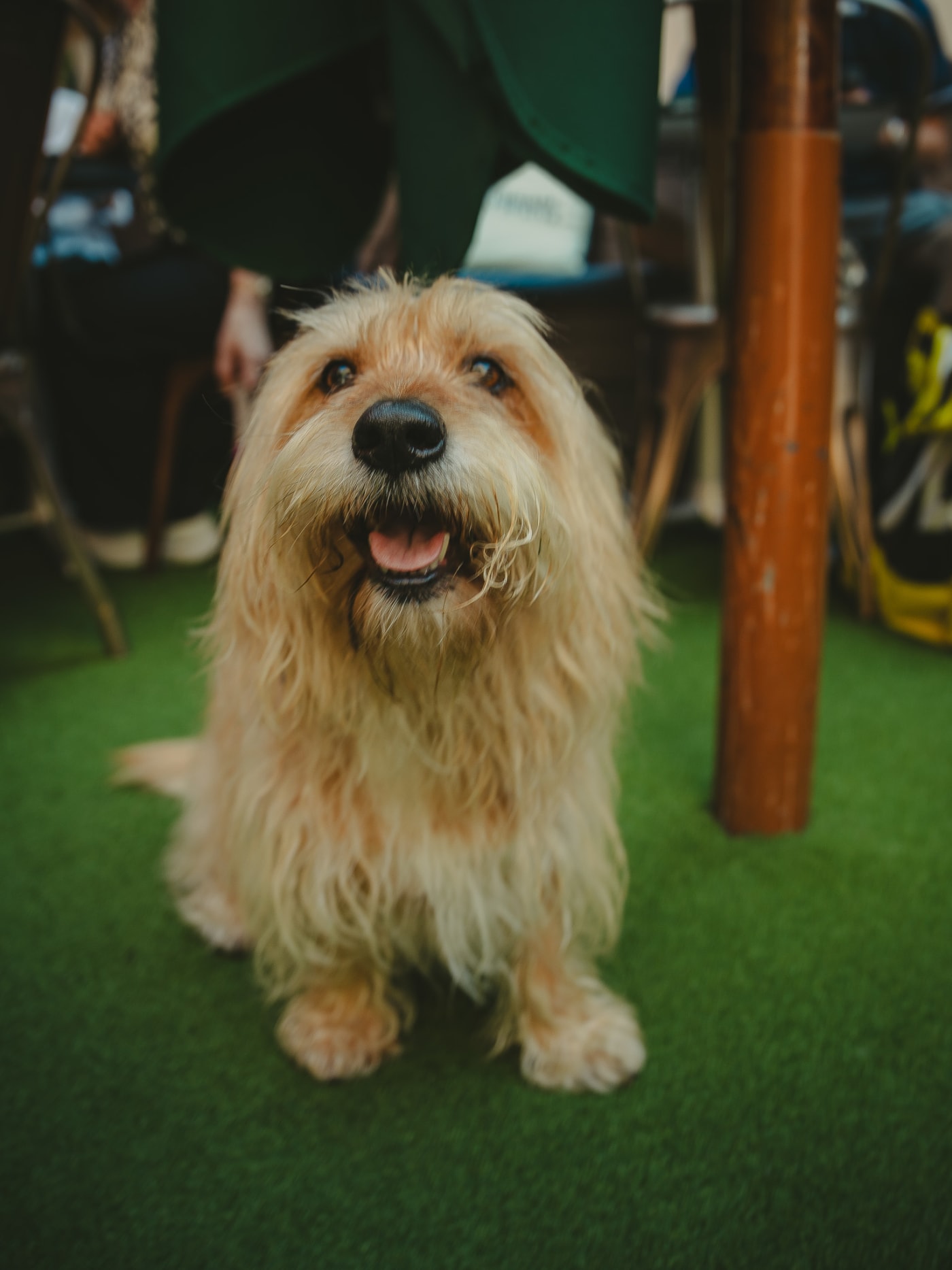 Shaggy dog on the astroturf at dog-friendly Rose Street Garden, Edinburgh