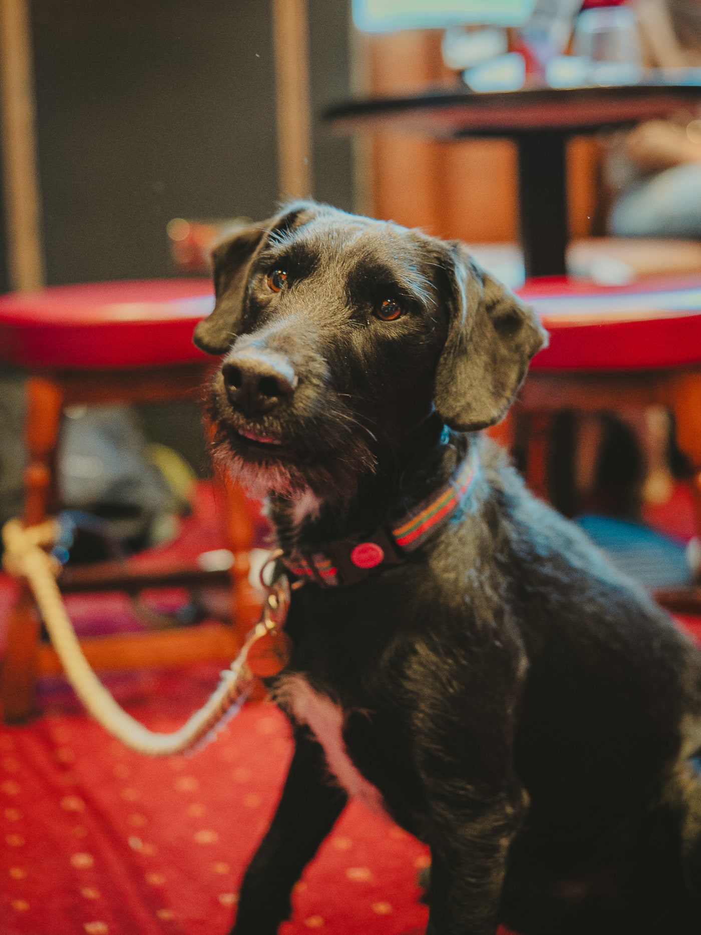 Dog sitting on the red carpet at dog-friendly pub Ryan's of Edinburgh