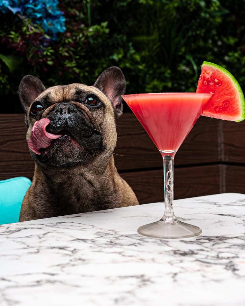 French bulldog licking its lips beside a watermelon daiquiri at Rose Street Garden, Edinburgh