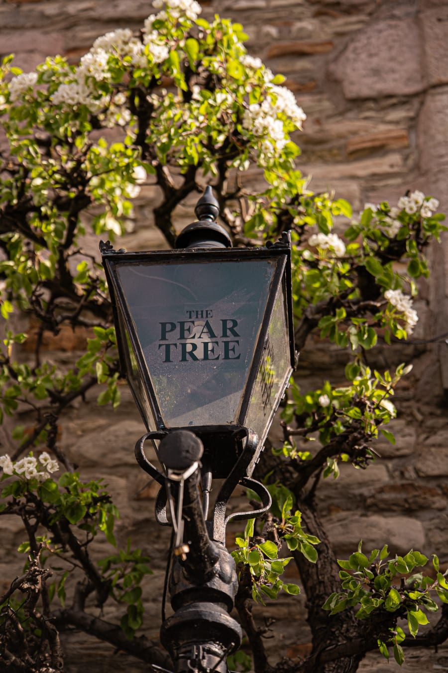 The Pear Tree lantern sign framed by pear blossom, Edinburgh
