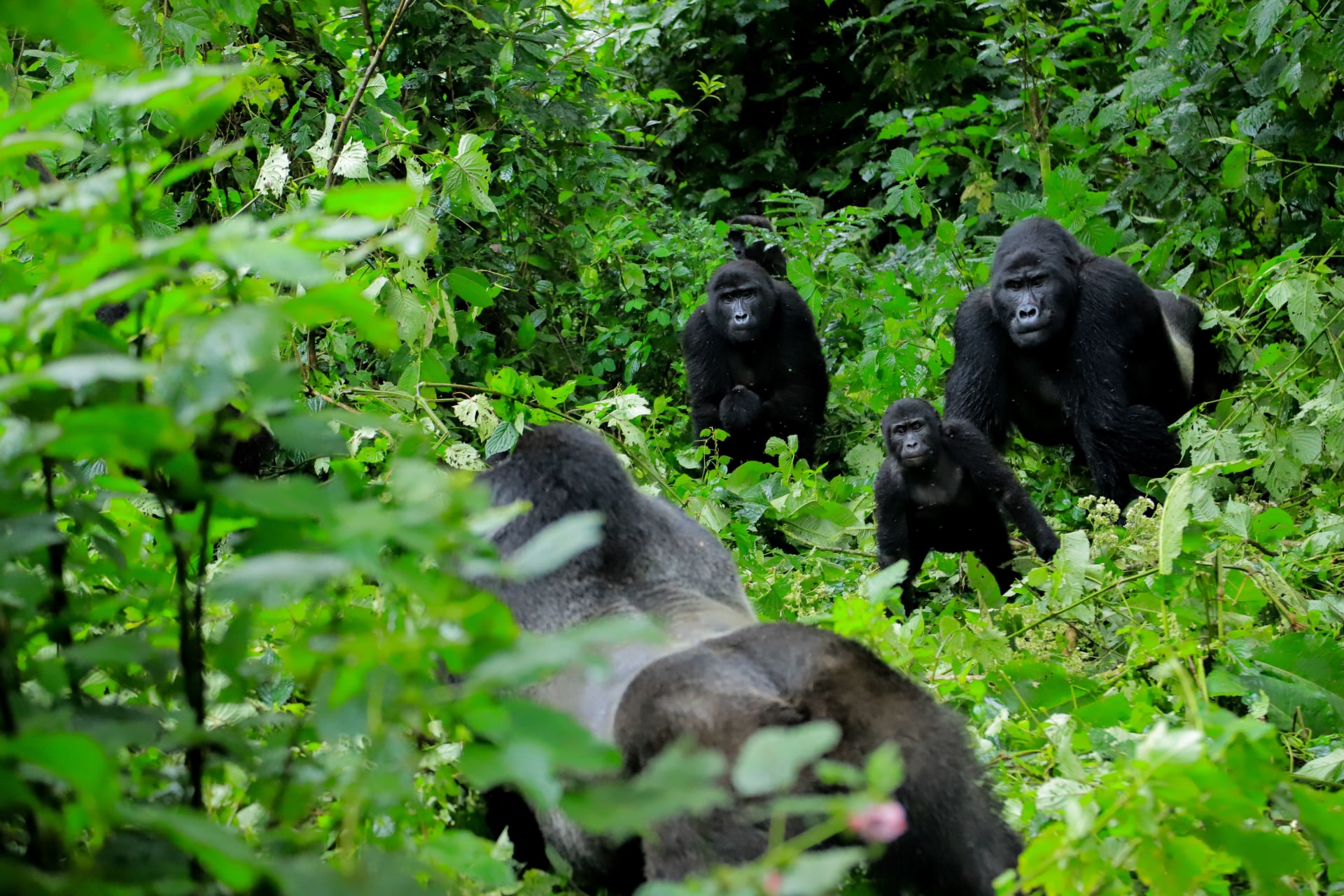 Uganda safari landscape nature photography East Africa