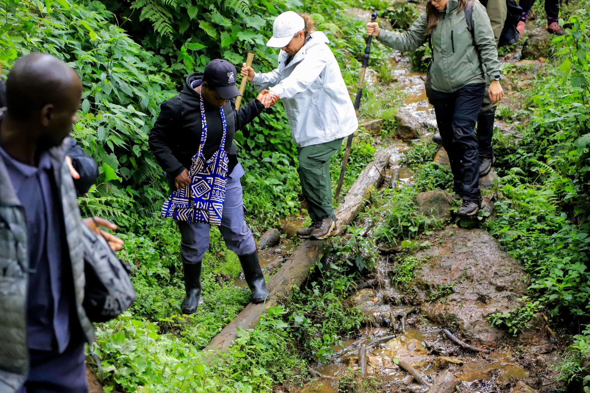 Mountain gorilla trekking in Bwindi Impenetrable Forest Uganda — Green World Safaris