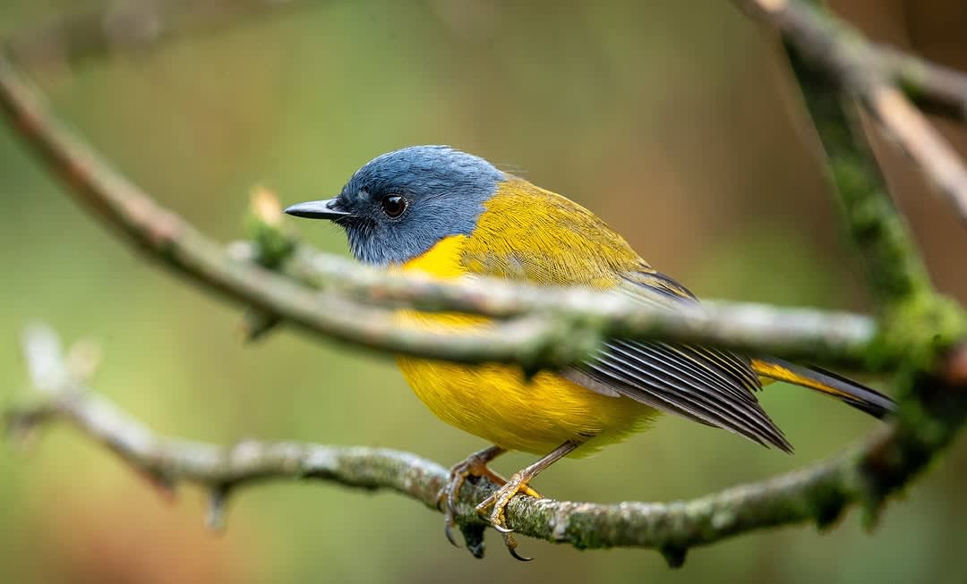 Birding Expeditions