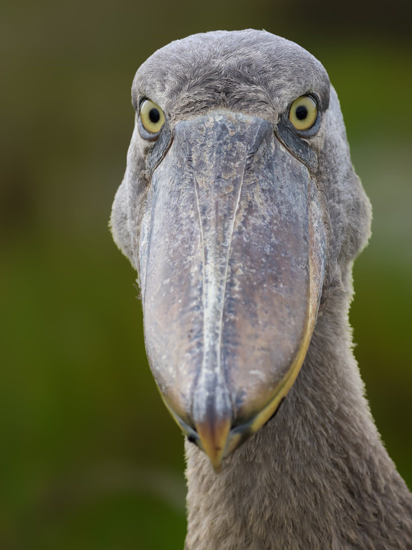 Birding Expeditions