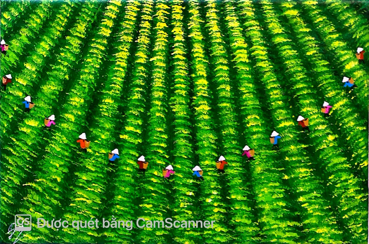 Viet Nam Tea Fields