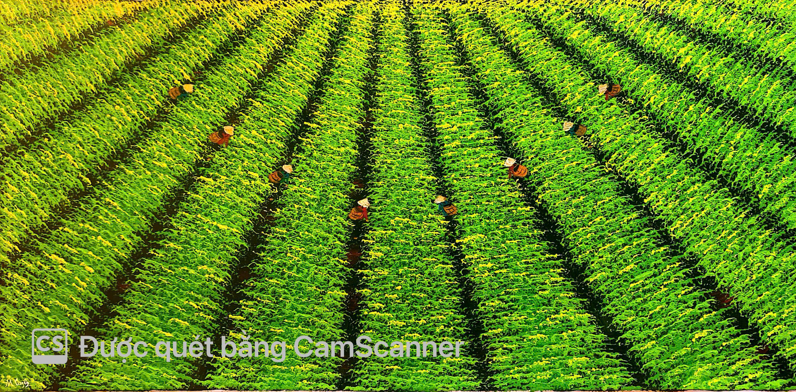 Viet Nam Tea Fields 2