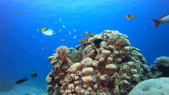 محميه البلو هول (Blue Hole) 2
