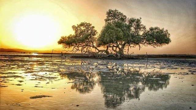 زيارة خليج القلعان وللتصوير و شجرة المنجاروف النادرة 2
