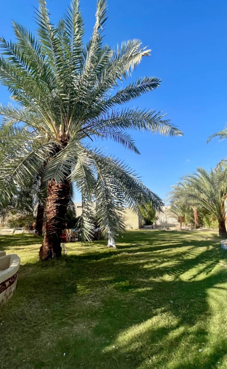 الواحي — 17