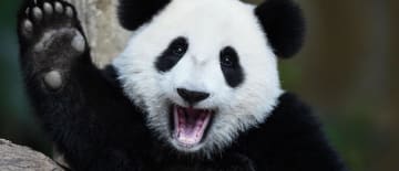 Exploratory data analysis with Pandas: Sorting (Part~2)