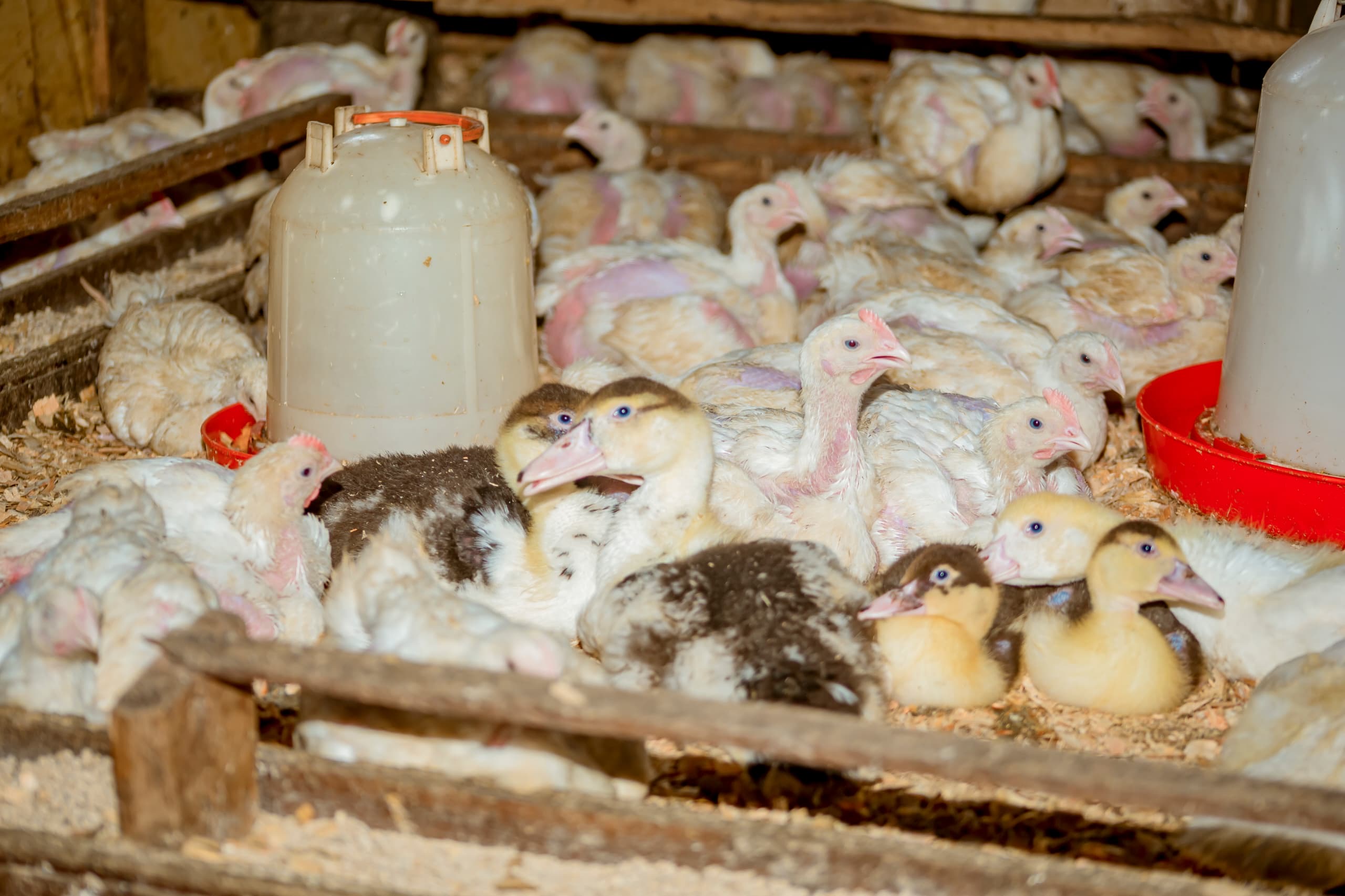 poultry farming