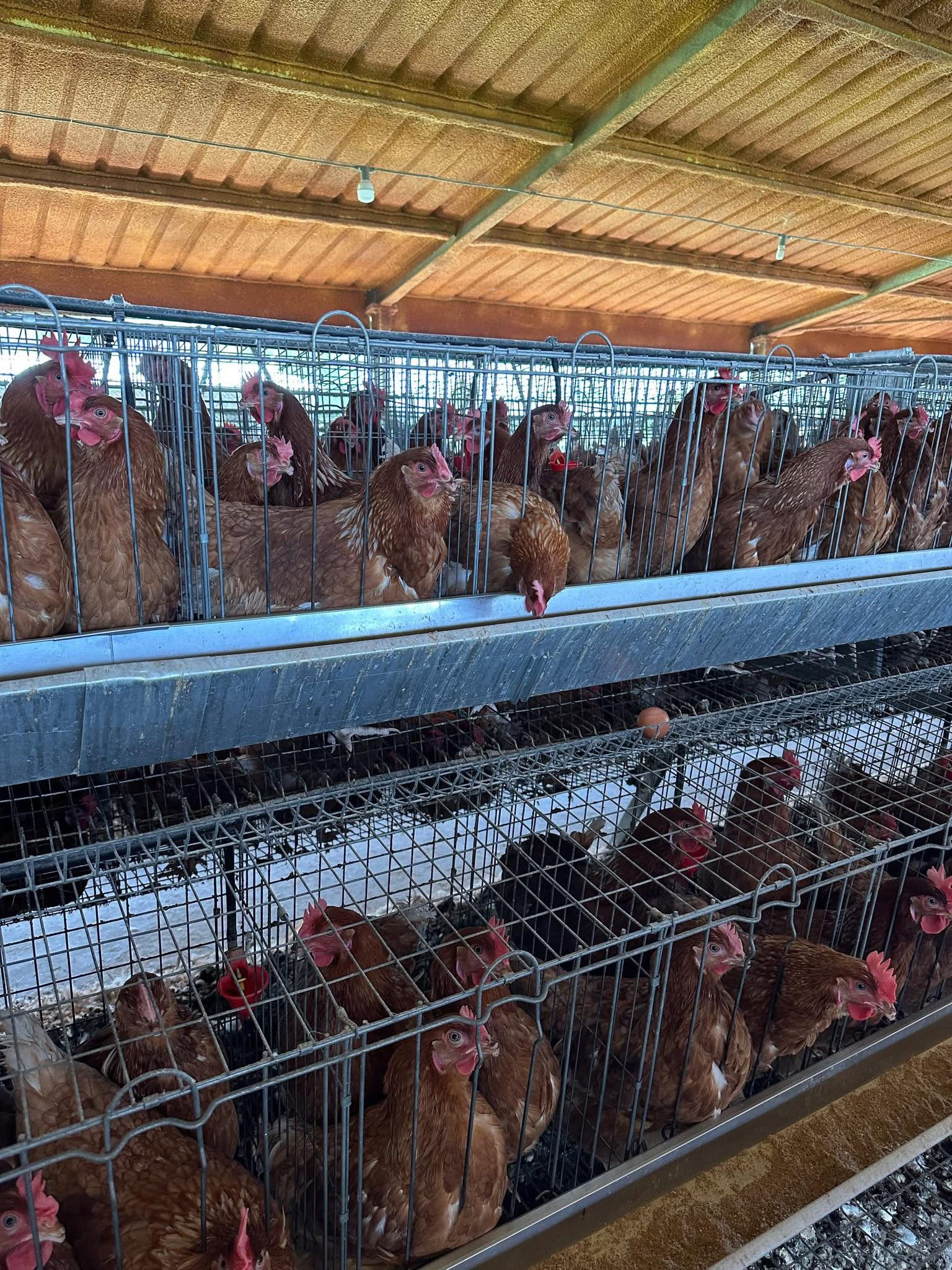 Cage free