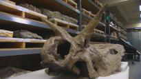 Animal Armageddon | Eden Channel Animal Armageddon | Eden Channel
