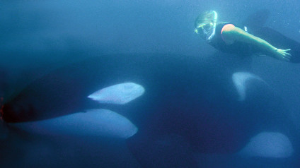 About Swimming With Killer Whales Swimming With Killer Whales