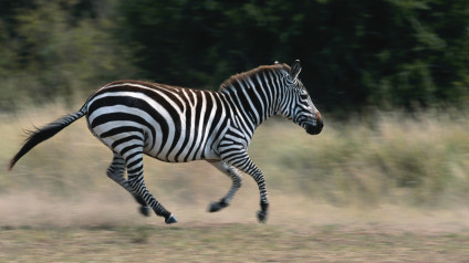 Why do zebras have stripes? Because they don't want to be spotted! -  Morukuru Family