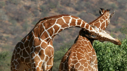 Giraffes | Mammals | Animals | Eden Channel Giraffes | Mammals | Animals | Eden Channel