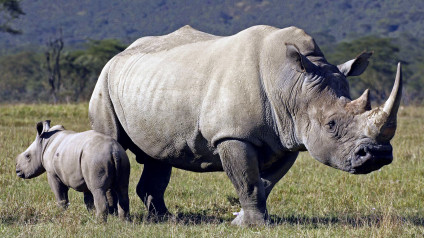 Rhinos | Mammals | Animals | Eden Channel Rhinos | Mammals | Animals | Eden Channel