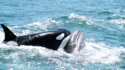In Photos: The Blue Planet | The Blue Planet | Eden Channel In Photos: The Blue Planet | The Blue Planet | Eden Channel