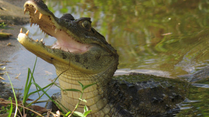 david eden alligator world
