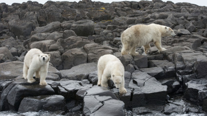 In Photos Polar Bear Family Me Polar Bear Family Me Eden Channel