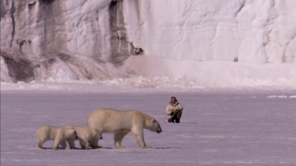 In Photos Polar Bear Family Me Polar Bear Family Me Eden Channel