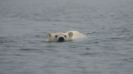 In Photos Polar Bear Family Me Polar Bear Family Me Eden Channel