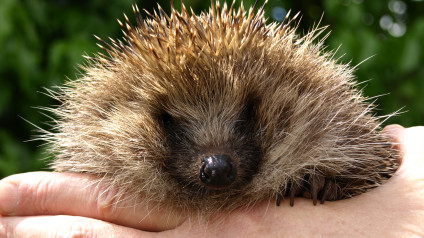 Hedgehogs | Mammals | Animals | Eden Channel Hedgehogs | Mammals | Animals | Eden Channel