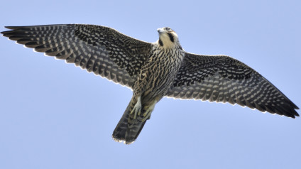 Image result for peregrine falcon wings spread front and back